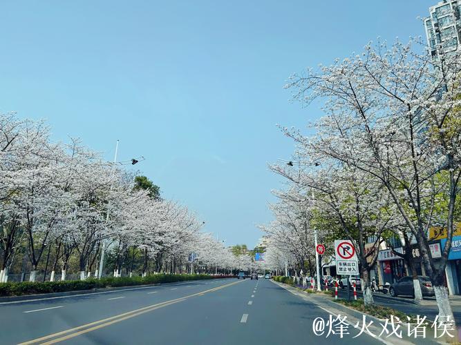 樱花发文：可惜了，兄弟们春季赛加油